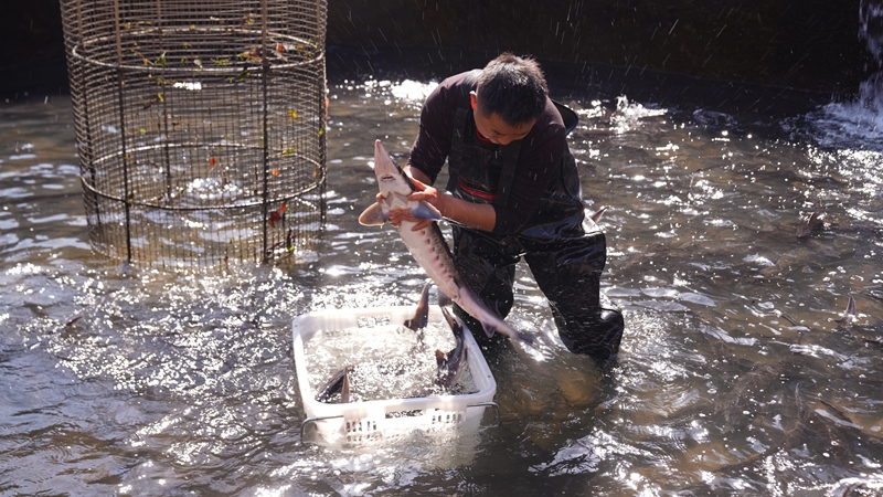 思南冷水魚游向海內外。