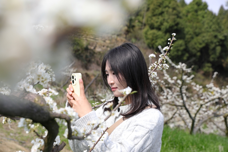 七星關區(qū)龍場營鎮(zhèn)元巖村脆紅李基地，漫山遍野的李花競相綻放，游客在拍照留念。