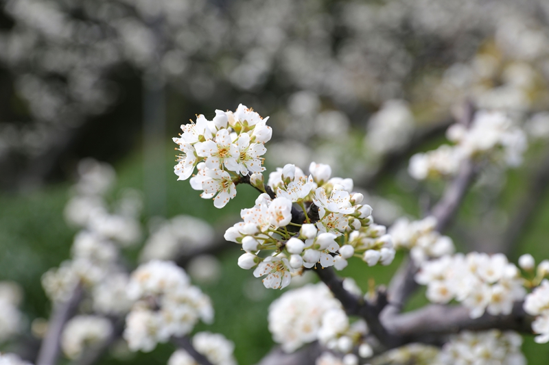 七星關(guān)區(qū)龍場(chǎng)營(yíng)鎮(zhèn)元巖村脆紅李基地，漫山遍野的李花競(jìng)相綻放。