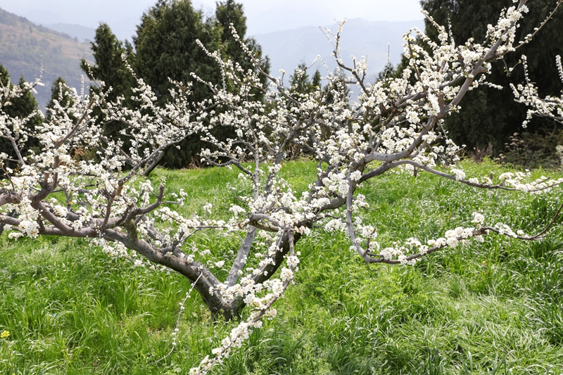 七星關區龍場營鎮元巖村脆紅李基地，漫山遍野的李花競相綻放。