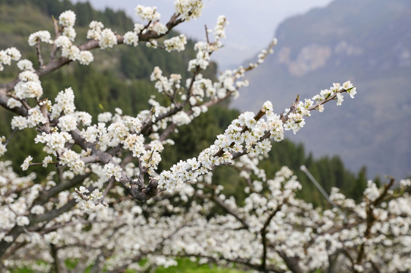 七星關區龍場營鎮元巖村脆紅李基地，漫山遍野的李花競相綻放。