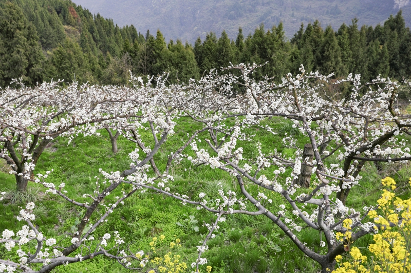 七星關區龍場營鎮元巖村脆紅李基地，漫山遍野的李花競相綻放。