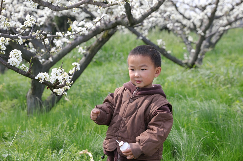 七星關區龍場營鎮元巖村脆紅李基地，漫山遍野的李花競相綻放，孩童在樹下玩耍。