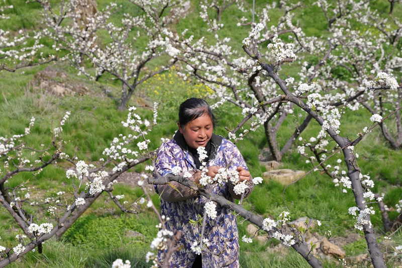 七星關區龍場營鎮元巖村脆紅李基地，漫山遍野的李花競相綻放，農戶正在疏花。