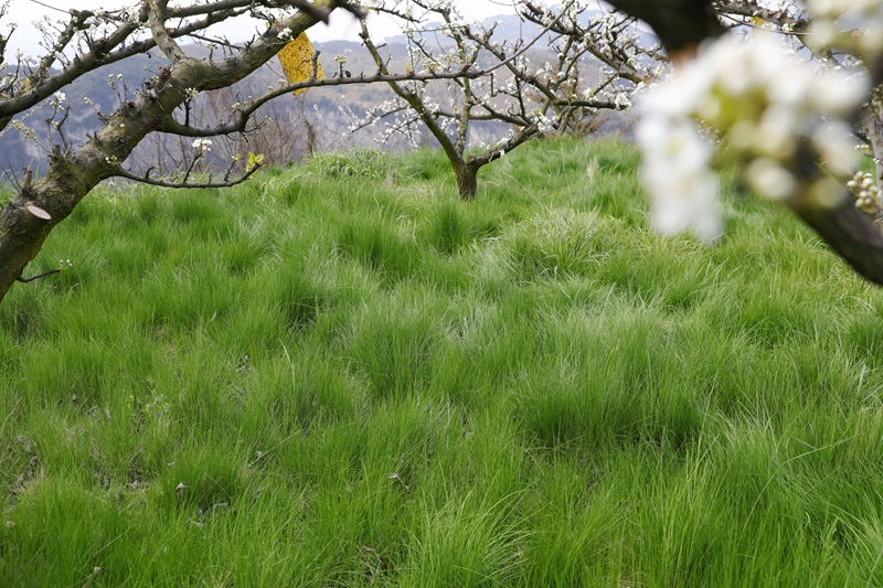 脆紅李樹下種植鼠毛草抑制雜草生長。