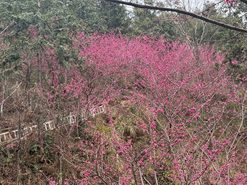 圖為：盛開的臘春紅花1