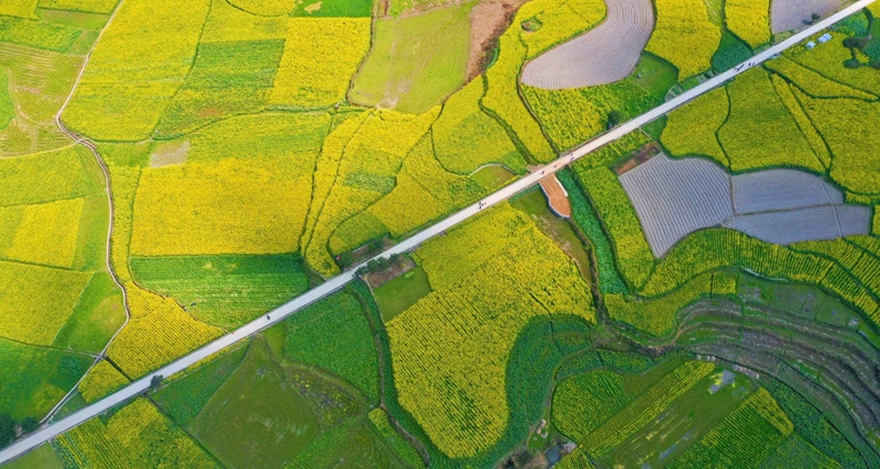 圖為：底窩壩菜花