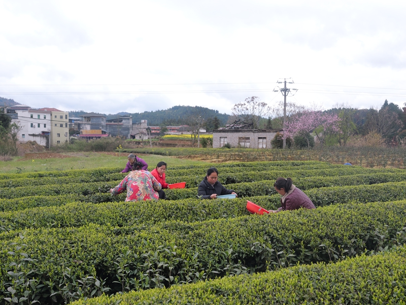 茶農采茶。