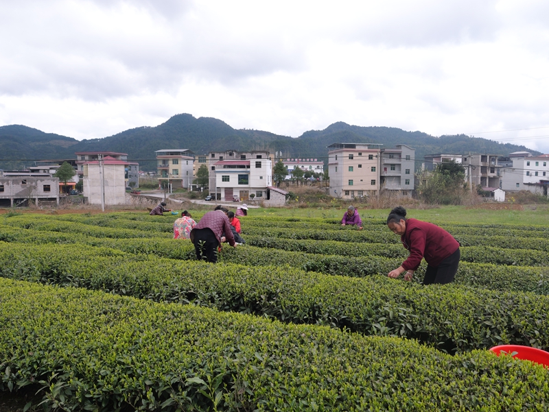 茶農采茶。