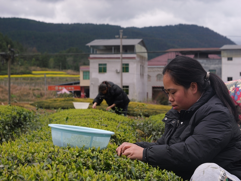 茶農采茶。