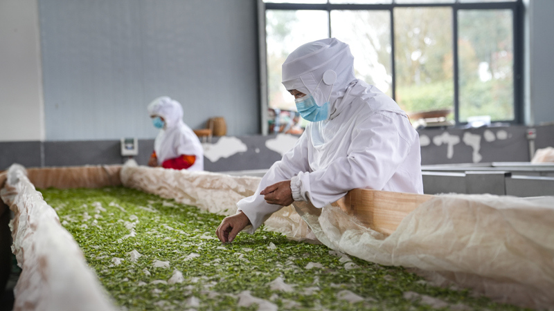 茶香溢山間 助農(nóng)增收忙。