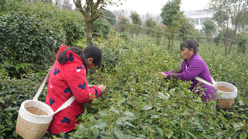 茶香溢山間 助農(nóng)增收忙。