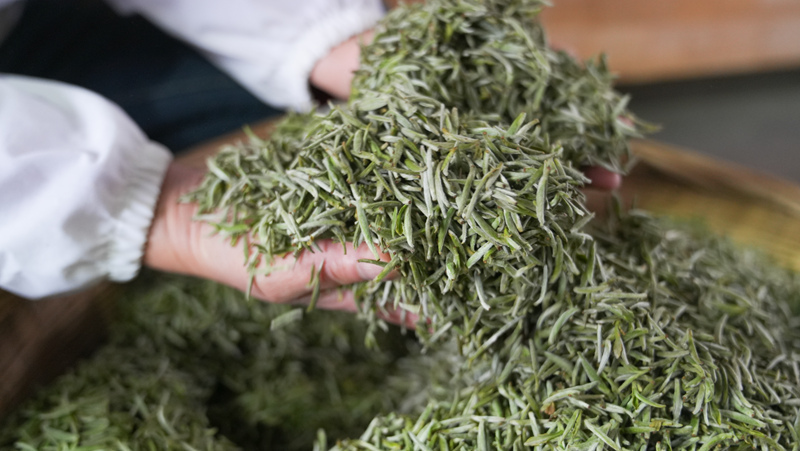 茶香溢山間 助農(nóng)增收忙。