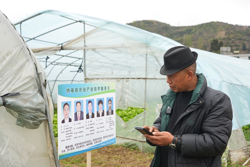 2026年3月18日,貴州省畢節(jié)市納雍縣玉龍壩果幾蓋社區(qū)大棚蔬菜基,基地負(fù)責(zé)人在撥打農(nóng)業(yè)產(chǎn)業(yè)技術(shù)服務(wù)卡上技術(shù)員電話,咨詢蟲害解決辦法。 楊英 攝.jpg