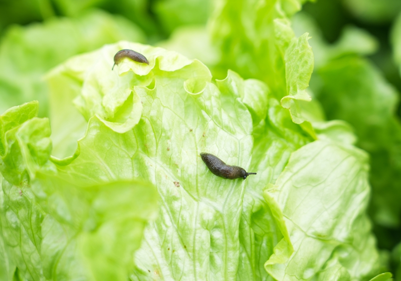 2026年3月18日,貴州省畢節(jié)市納雍縣玉龍壩果幾蓋社區(qū)大棚蔬菜基地,生菜上遭到蛞蝓(鼻涕蟲)害。 楊英 攝.jpg