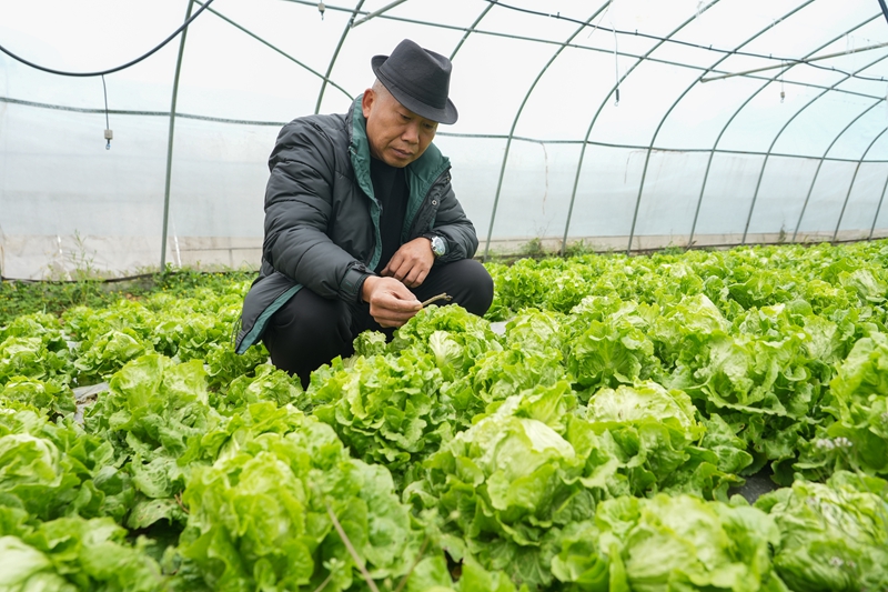 2026年3月18日,貴州省畢節(jié)市納雍縣玉龍壩果幾蓋社區(qū)大棚蔬菜基地,基地負(fù)責(zé)人在察看蛞蝓(鼻涕蟲)害。 楊英 攝.jpg