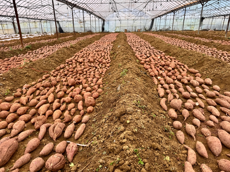 紅薯育苗。