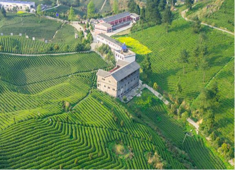 開陽縣龍崗鎮壩子村南貢河茶園