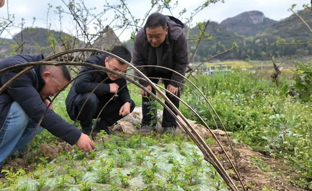1 圖為安順市農科院果樹專家團隊走進普定縣馬官鎮裕源鼎金刺梨種植進行管護技術指導。