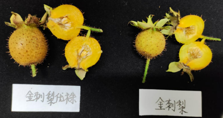 安順市農科院果樹專家團隊走進普定縣馬官鎮裕源鼎金刺梨種植進行管護技術指導