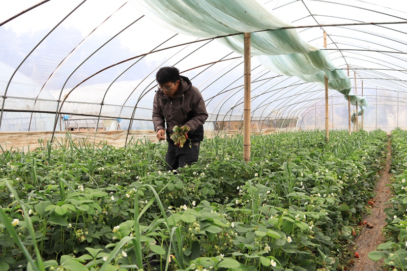 赫章縣七家灣街道雙山村草莓園負責(zé)人在進行修葉管護 王衛(wèi) 攝