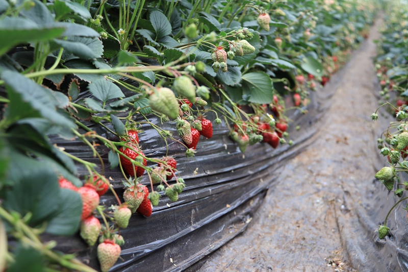 赫章縣七家灣街道雙山村草莓園長勢喜人的草莓 王衛 攝