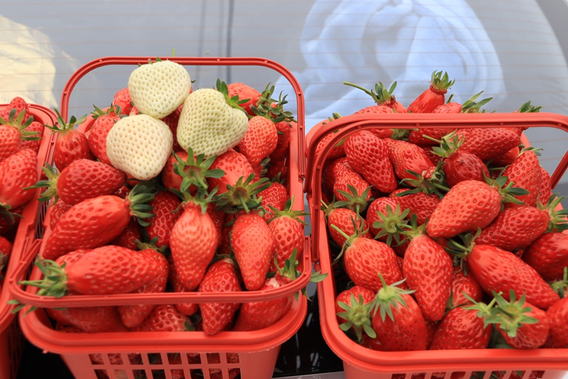 赫章縣七家灣街道游客采摘草莓園采摘草莓 王衛 攝