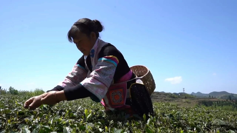 2 圖為茶農正采摘茶葉