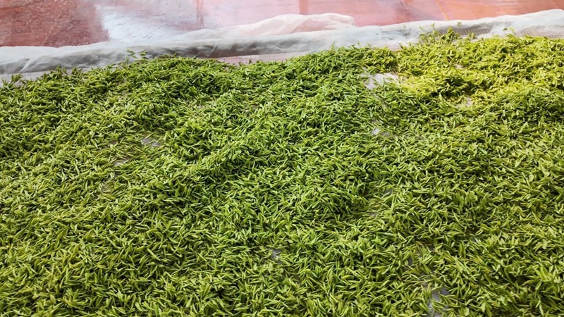 3 圖為采摘回來的茶青進行探涼。