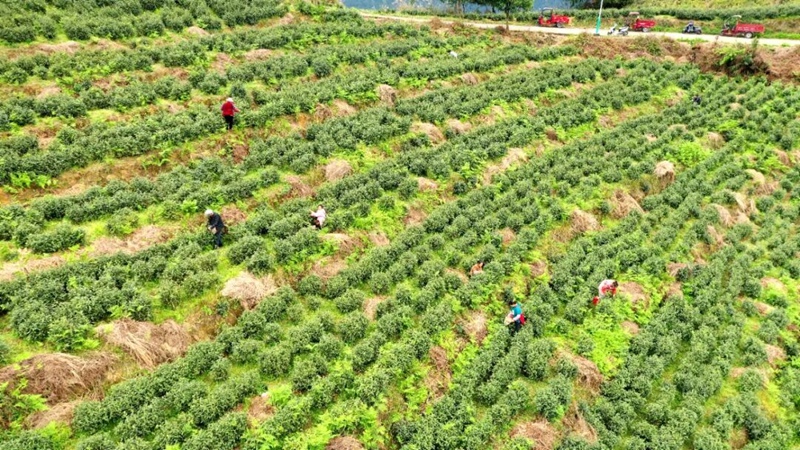層層梯田茶壟間,村民們搶抓農時采摘春芽。刁苓沙 攝
