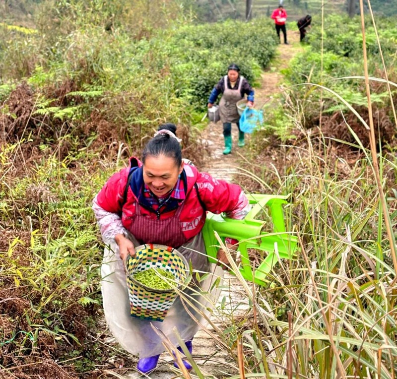 茶農滿載鮮茶下山,步履輕快笑意滿盈。刁苓沙 攝