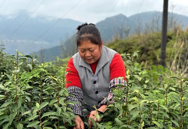 指尖輕捻新芽,茶農專注采收春日第一縷鮮。刁苓沙 攝