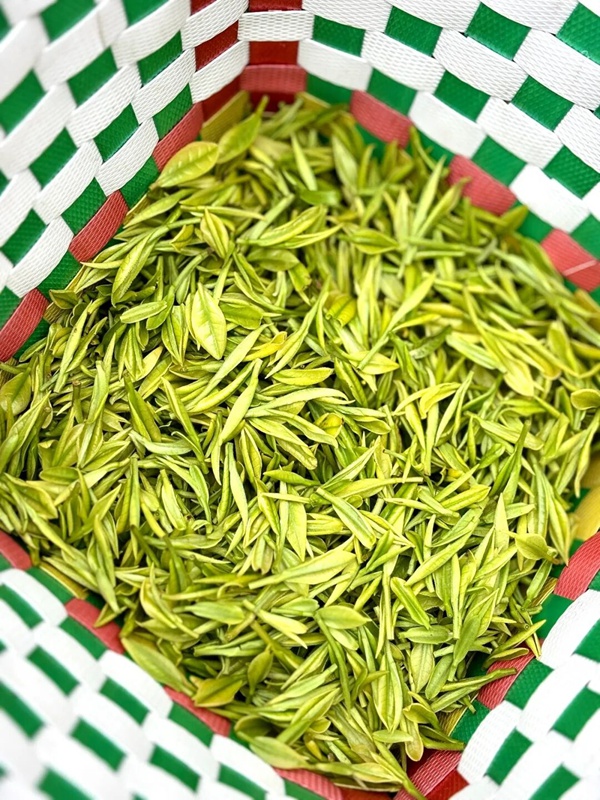 竹簍盛滿嫩綠芽尖,滿是春日豐收的喜悅。刁苓沙 攝