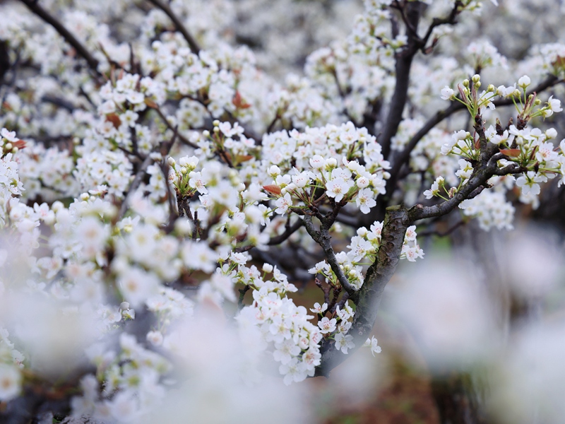 梨花叢中。王葉子 攝