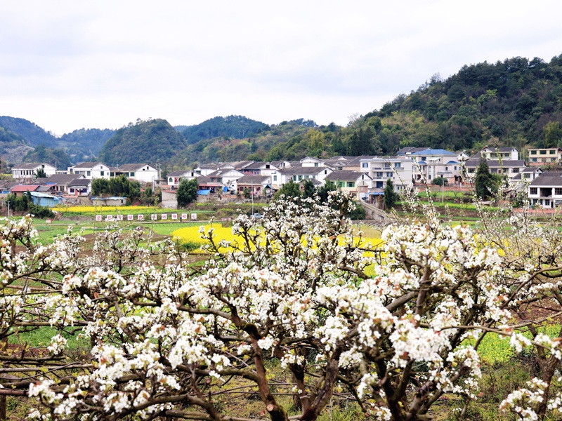 修文縣谷堡鎮折溪村3000余畝金秋梨進入盛花期。姜繼恒 攝