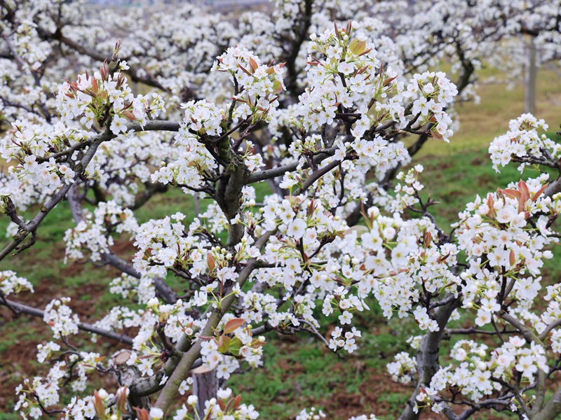 梨花 。王葉子 攝