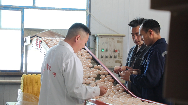 數字賦能 貴州三都蛋雞生態養殖跑出“加速度” (1).jpg