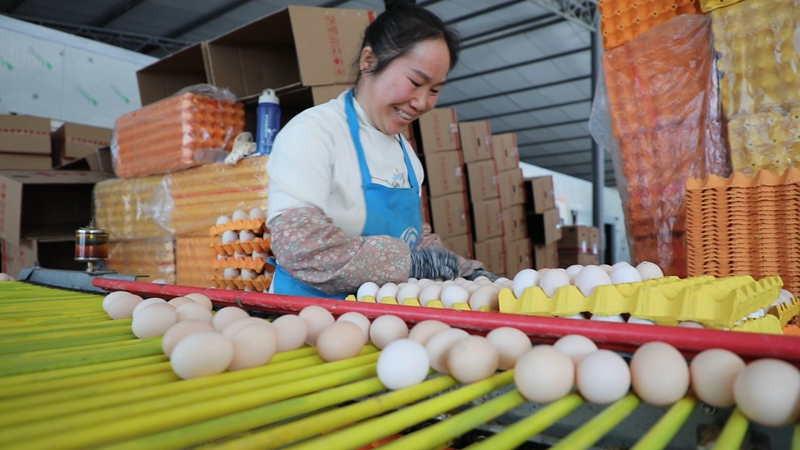 數字賦能，貴州三都蛋雞生態養殖跑出“加速度”。