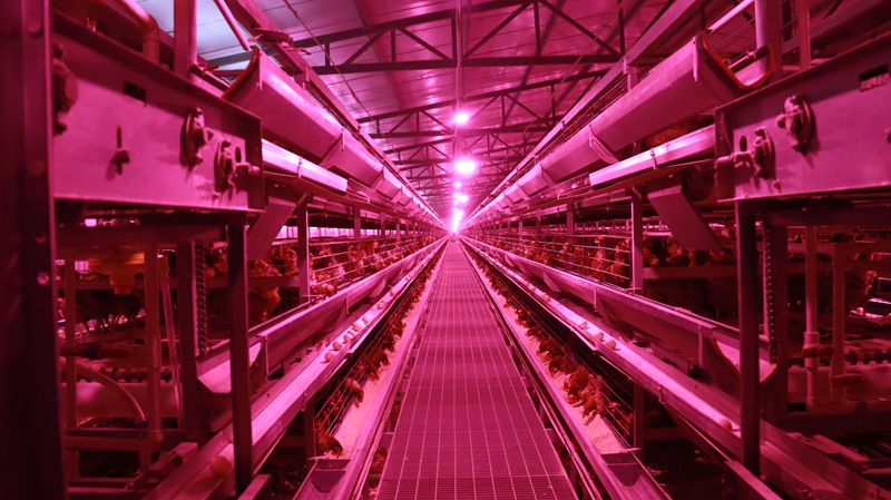 數字賦能，貴州三都蛋雞生態養殖跑出“加速度”。