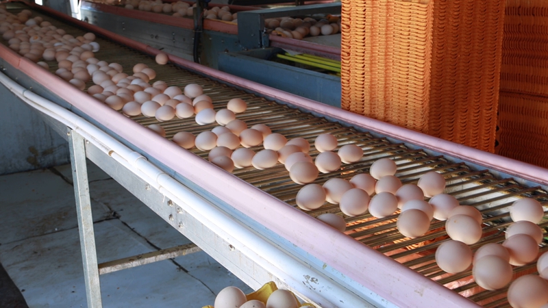 雞蛋自動傳輸.jpg