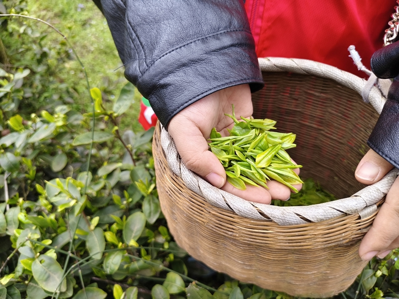 新鮮采摘的嫩綠春茶。.jpg