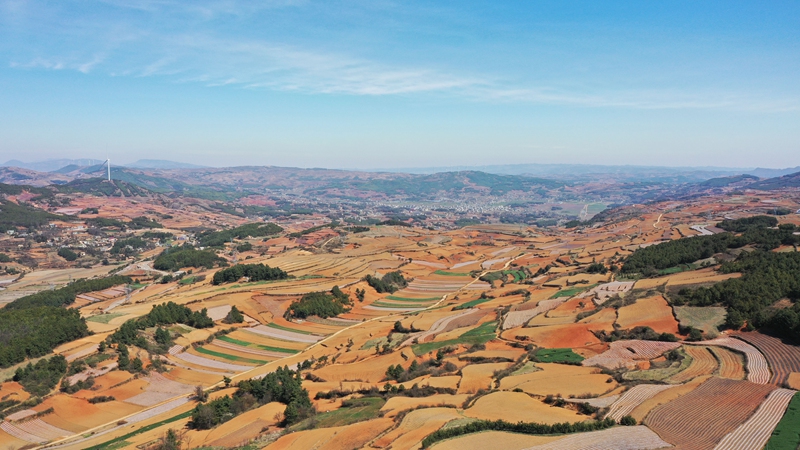 3月19日，航拍秀水鎮(zhèn)華豐村馬鈴薯種植基地一角。陳逍攝