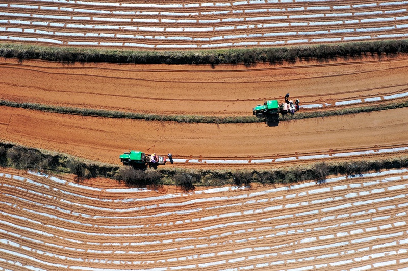 3月19日，在秀水鎮華豐村馬鈴薯全程機械化種植基地，馬鈴薯一體化播種機來回穿梭，播種馬鈴薯。陳逍攝