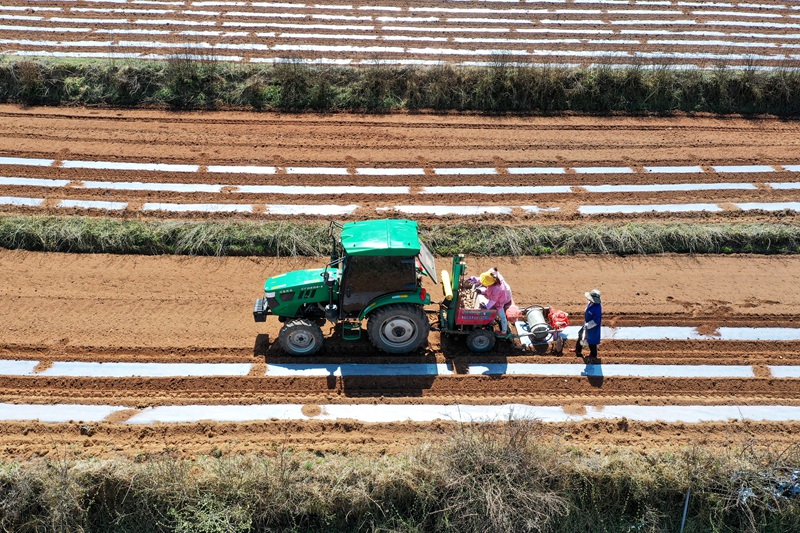 3月19日，在秀水鎮華豐村馬鈴薯全程機械化種植基地，馬鈴薯一體化播種機正在播種馬鈴薯。陳逍攝