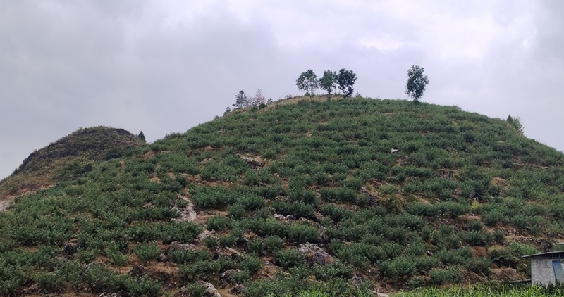 從“石漠灰”到“產(chǎn)業(yè)綠”。