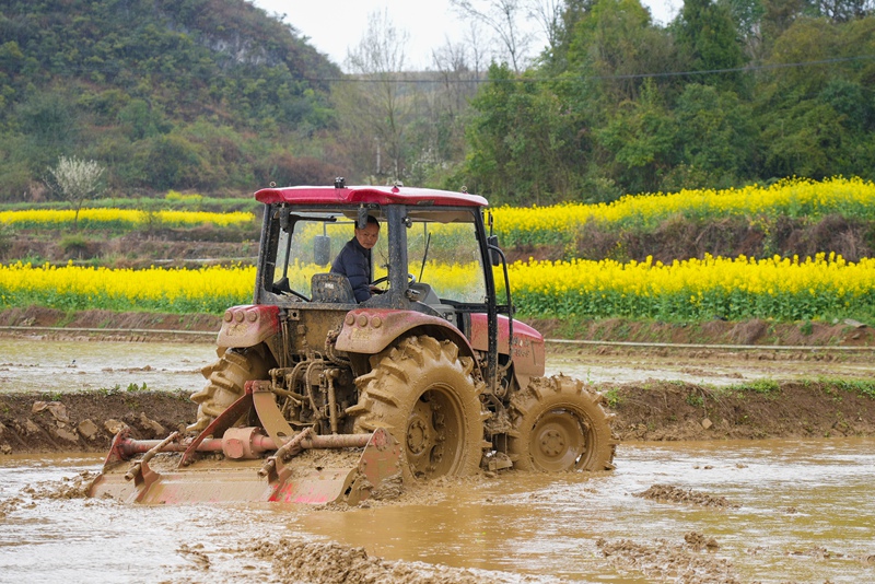 蔣華駕駛旋耕機在整理水稻育秧田。陸勁松 攝
