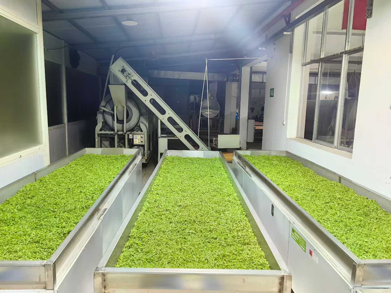 圖為雷山茶企開足馬力加工