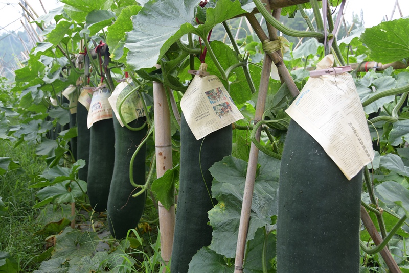 施秉縣城關(guān)鎮(zhèn)白塘村的冬瓜長勢喜人