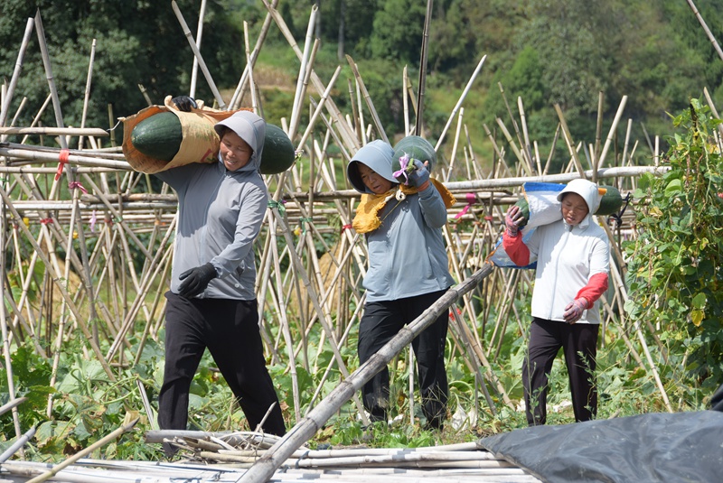 施秉縣城關(guān)鎮(zhèn)白塘村冬瓜種植戶笑意融融地采收冬瓜