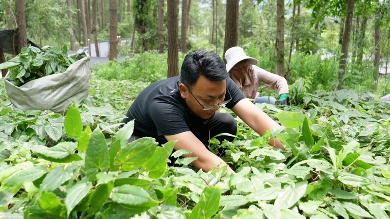 謝建青在林地里觀察淫羊藿長勢。